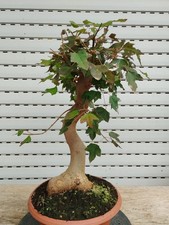 pre Bonsai Acer Buergerianum