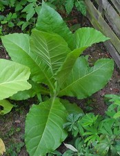 Burley Jupiter Tabaksamen Rauchtabak Tabakanbau Zigaretten Pfeifen Tabak Samen