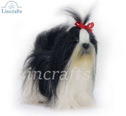 Hansa shih tzu - hansa, 6142