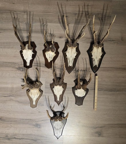 Jagd trophäe rehgeweih - 8x,