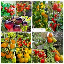 Tomatensamen MIX Zwergtomaten