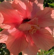 Hibiskus Peach Blow Pflanze