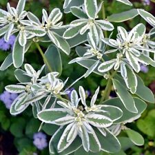 WEISSRAND-WOLFSMILCH Euphorbia