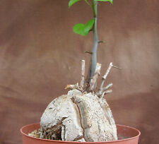 Dioscorea elephantipes, Elefantenfuss Caudex mit 8,5 cm Durchmesser und Neutrieb