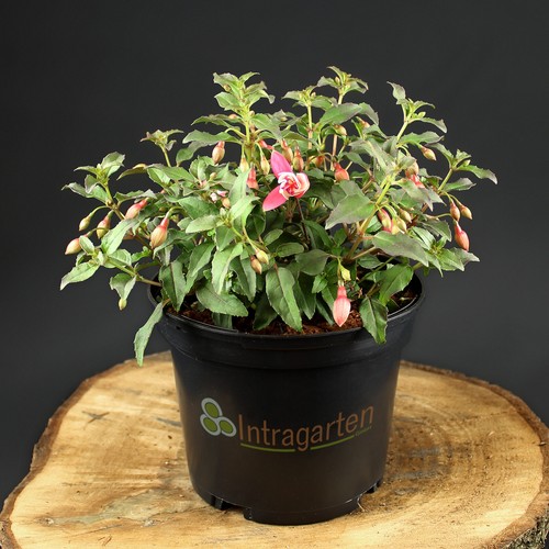 Fuchsia alice hoffman - alice,