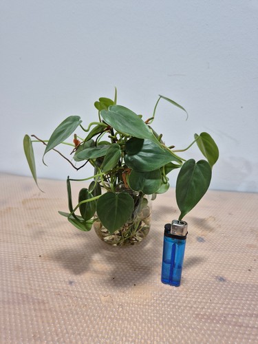 Philodendron scandens 25 - philodendron,