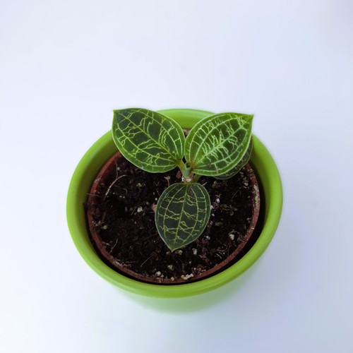 Juwelorchidee macodes - juwelorchidee,