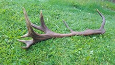 Hirschgeweih kapitaler 18-Ender Geweih vom Rothirsch Abwurfstange