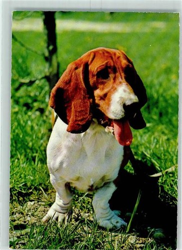 10571663 hush puppy - puppy, basset