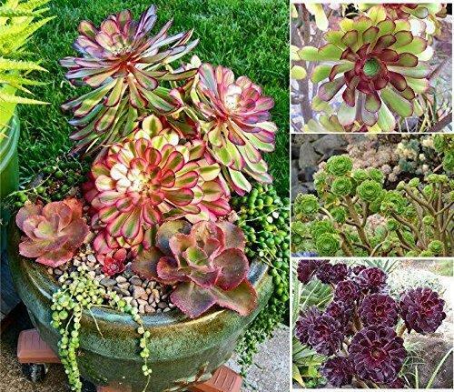 Aeonium samen - aeonium,