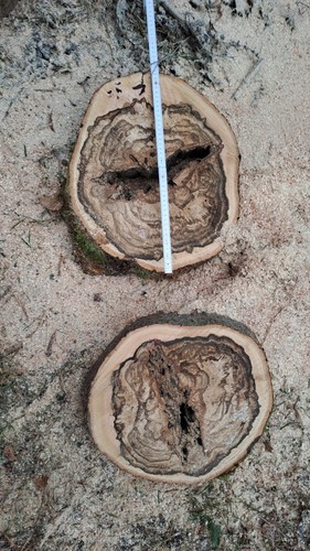 Holzscheibe buche tolle optik - holzscheibe,