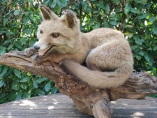 Schöner junger fuchs auf - fuchs,