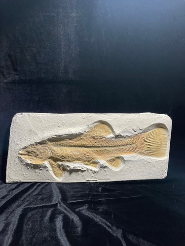 Fossil replikat amiopsis - 1:1,
