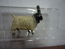 seltene Kaschmirziege von