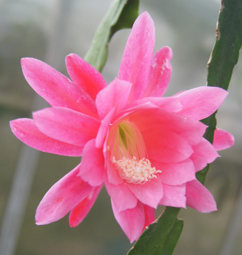 Blattkaktus epiphyllum hybride - blattkaktus,