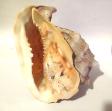 Schöne meeresschnecke cassis - schöne,