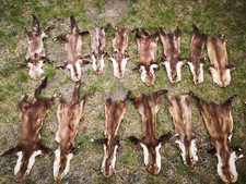 Echte Marder Felle Marderfell Steinmarder basteln Larp Deko 2. Wahl schnäppchen