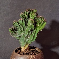 Euphorbia erythhraea f. crestata - Sukkulente - Wolfsmilchgewächs