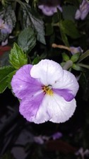 Achimenes "Purple Mystery", 2 Rhizome
