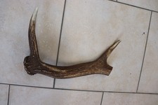 Abwurfstangen Damgeweih