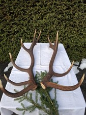 Abwurfstangen vom Rothirsch