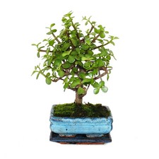 Bonsai - Portulacaria