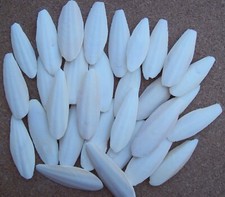 50 Sepiaschalen 7-10 cm ca