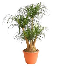 Zimmerpflanze Elefantenfuß mehrstämmig Größe ab 50 cm Ø Topf ab 19 cm, Dehner