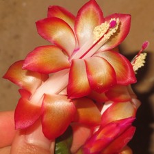 4x Schlumbergera Stecklinge