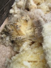 7 kg Schafwolle, Rohwolle