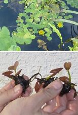 gelbe Zwergseerose blühende exotische Pflanzen für die Wohnung den Zimmerbrunnen