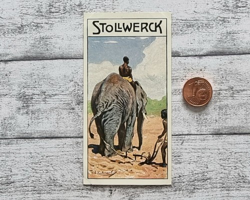 Afrikanische elefant pflug 460 - afrikanische,