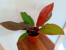 Philodendron Prince of Orange