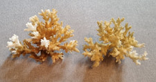2xEchte weiße Koralle