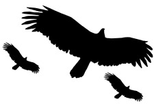 3 Vögel Aufkleber Vogelschutz