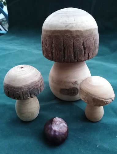 Holzpilze holzpilz pilz - holzpilz,