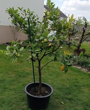 Wunderschöner Zitronenbaum