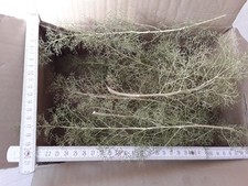 Seemoos/ Meerschaum für