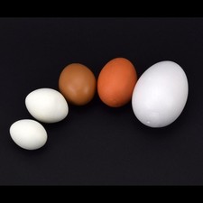 Legeeier Kunsteier Nesteier