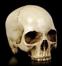 Menschlicher totenkopf ohne - menschlicher,