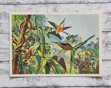 Bunte Kolibris Vögel Mittel Südamerika Sanella 1950er Werbung Sammelbild Vintage
