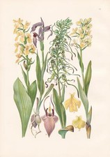  Orchis pallens / Blasses Knabenkraut