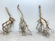 Tea Branch Talawa XL