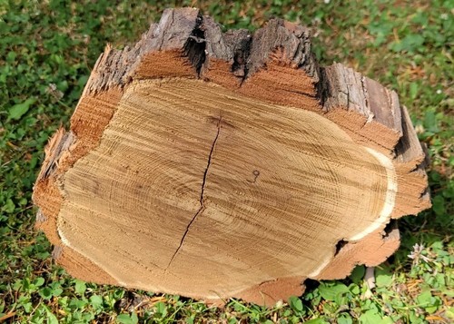 Baumscheibe von der - 🌳,