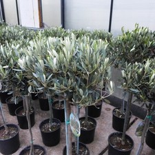 Olivenbaum ca. 100 - 120 cm Olea Olive winterhart immergrün Oliven