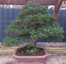 Bonsai - Zuisho