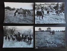 Pferdepostkarte AK Postkarte