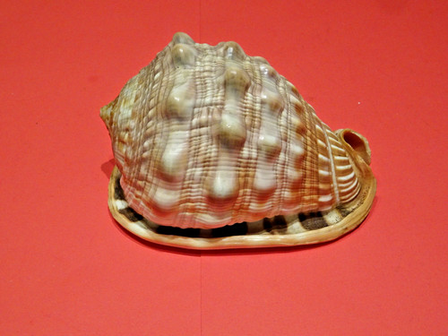 Meeresschnecke helmschnecke - ,,