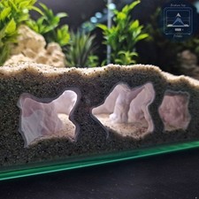 Catacombs Hollow Aquarium