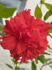 Hibiscus rosa sinensis alte